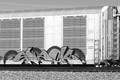 Gallup, NM