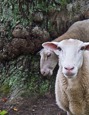 Sheeptree