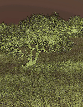 Gradiant Tree