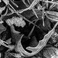 Early Frost 1.