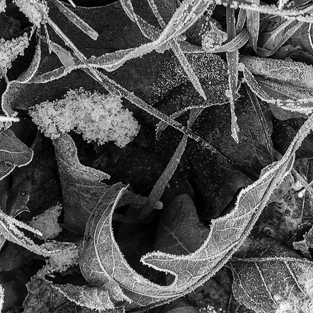 Early Frost 1.