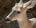 Catalina Deer