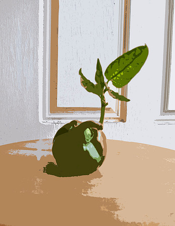 Green Pepper