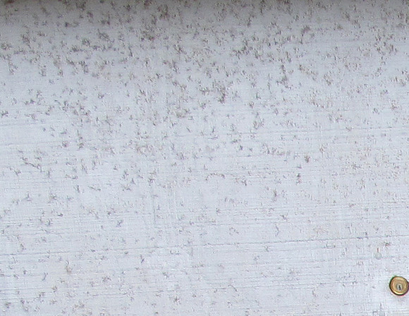 greywall