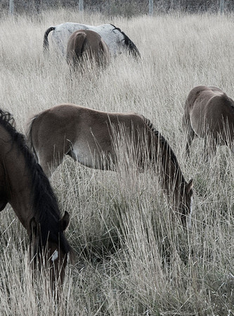 Herd