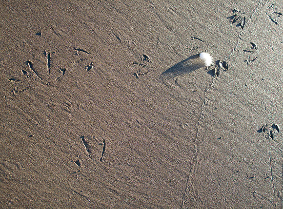 White Feather