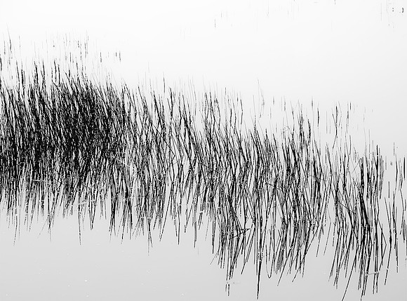 Grass