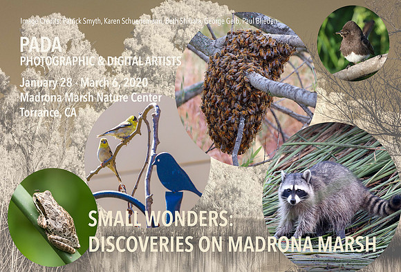 Small Wonders 1/2020
