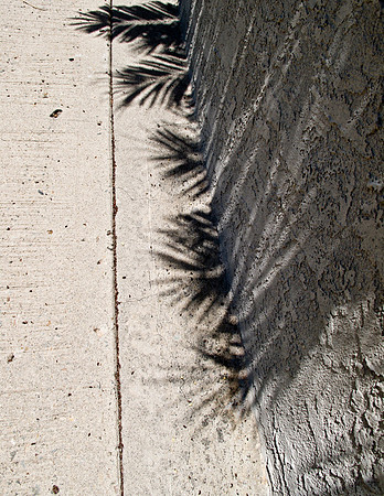 Summer Shadow
