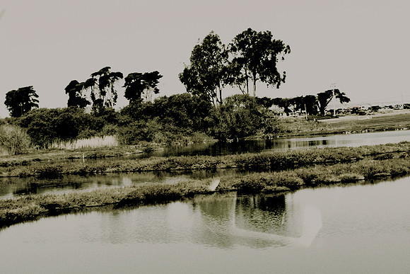 Disturbance at Mystery Lake