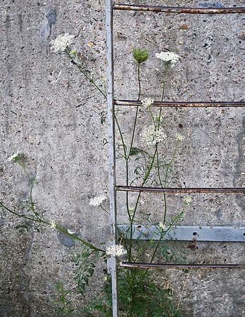 Queen Anne's Lace