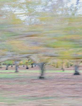 Motion study 2: Nutgrove