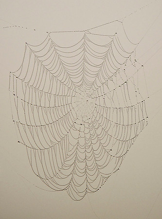 Fog Web2