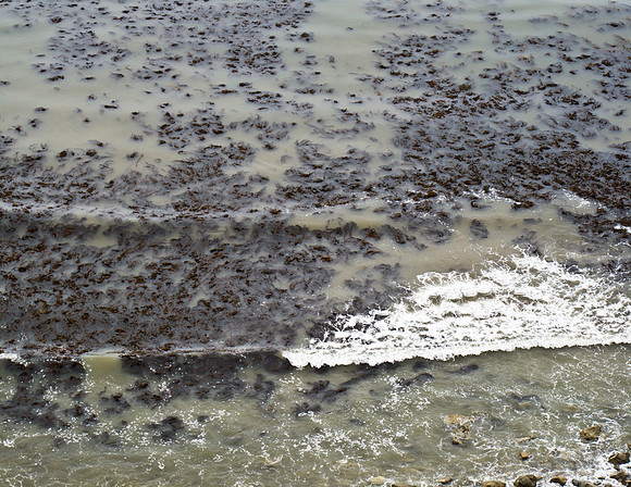 Kelp Wave