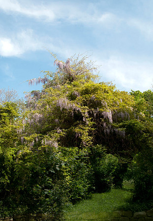 The Wisteria Tent